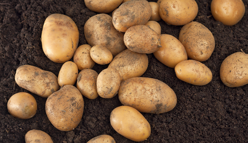Mehrere Kartoffeln auf einem Haufen Erde