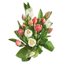 Ein Bund bunter Tulpen