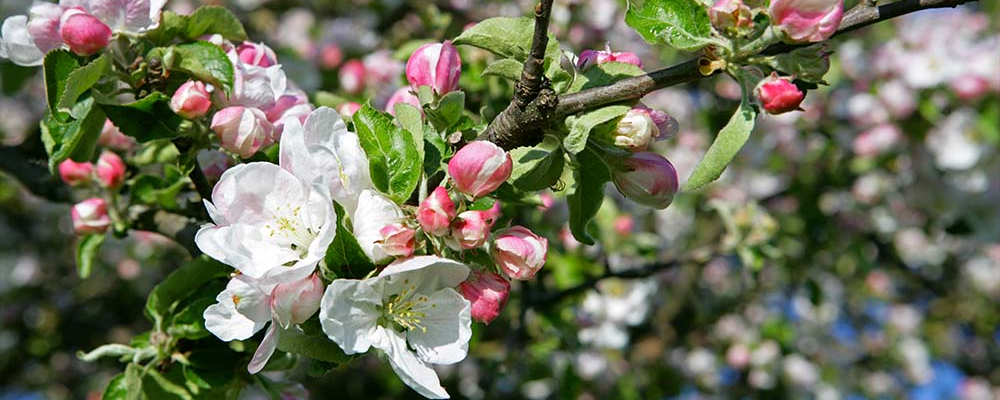 Weiße Blüten auf einem Baum