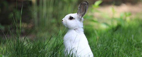 Ein kleines schwarz-weißes Kaninchen in einer grünen Wiese