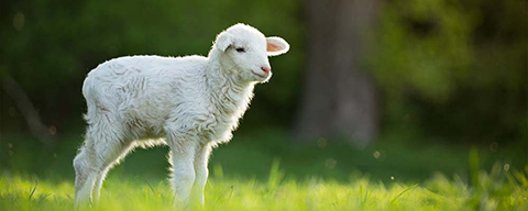 Ein kleines weißes Lamm in einer grünen Wiese