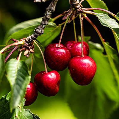 Rote, reife Kirschen auf einem Zwieg