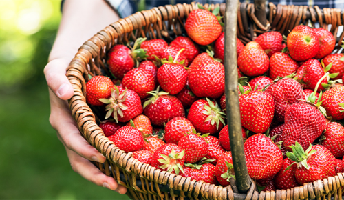 Ein Korb voller frischer, roter Erdbeeren