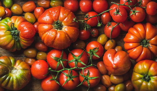 Viele reife, rote Tomaten