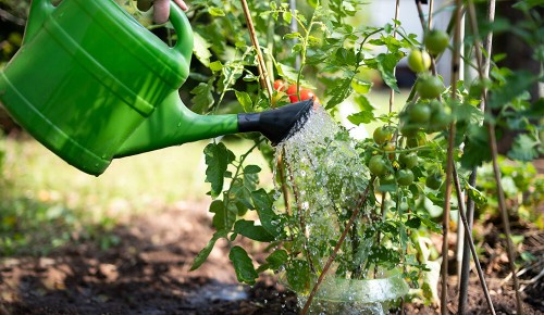 Mit grüner Gießkanne den Garten gießen.