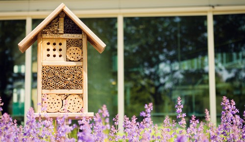 Insektenoase mit lilanem Flieder.