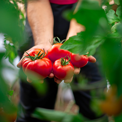 Eine Person hält große, rote, reife Tomaten in den Händen