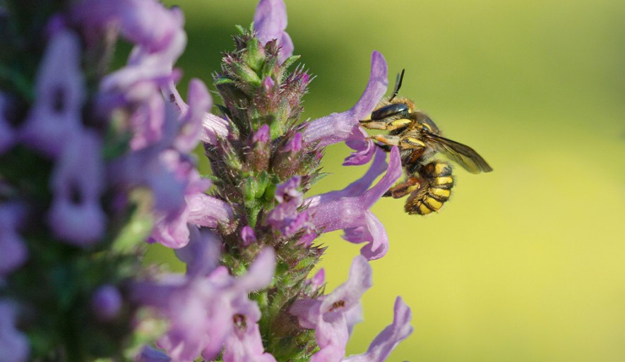 Wildbiene in der Natur