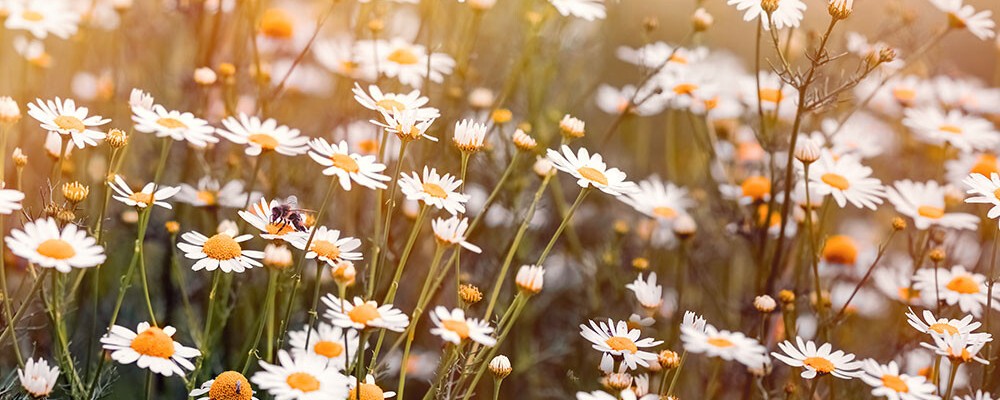 Wildbiene in der Natur