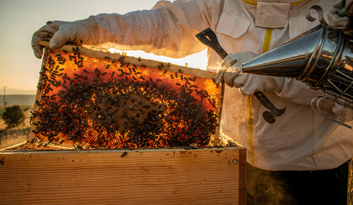 Ein Imker zieht Bienenwaben aus einem Bienenstock