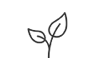 Pflanze mit zwei Blättern-Icon