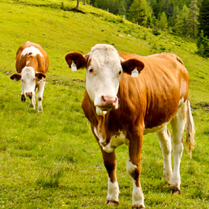 Zwei Kühe auf einer grünen Almwiese