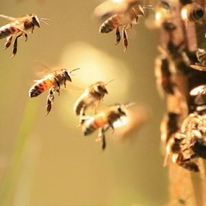 Mehrere Bienen die an einem Bienenkasten landen