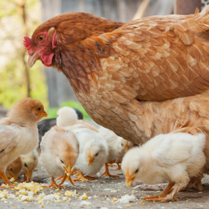 Ein braunes Huhn mit vielen kleinen Küken beim Picken