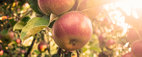 Ein reifer und großer Apfel an einem Zweig