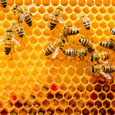 Mehrere Honigbienen füllen Bienenwaben