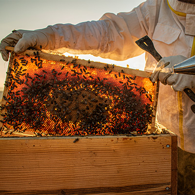 Ein Imker zieht Bienenwaben aus einem Bienenkasten
