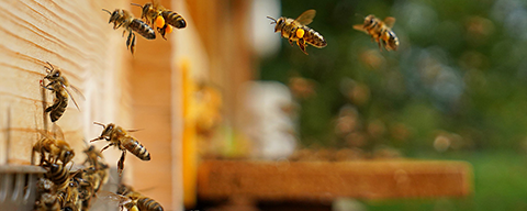 Mehrere Bienen die an einem Bienenkasten landen