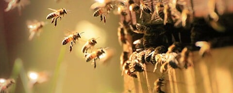Viele Bienen fliegen einen Bienenstock an