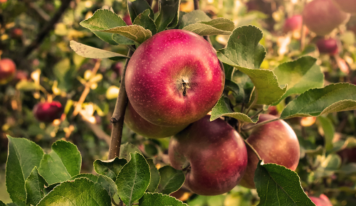 Saftige und reife rote Äpfel an einem Apfelbaum