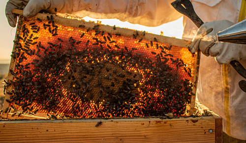 Imker von der Bio Imkerei Obendorfer zieht Bienenwaben aus einem Bienenkasten