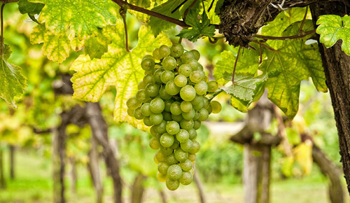 Reife grüne Weintrauben hängen an einem Weinreben