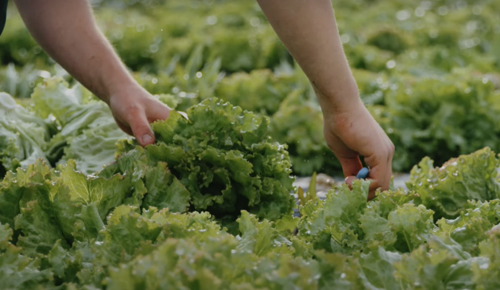Ein Mitarbeiter vom Gartenbau Winklhofer beim Ernten eines Salates