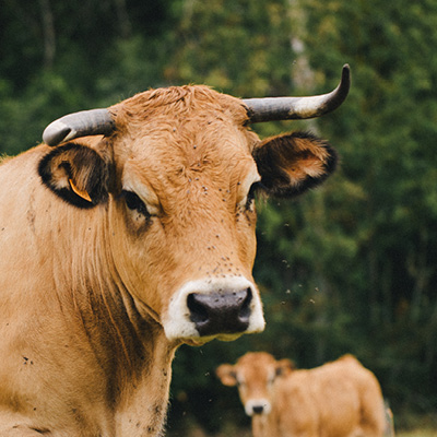 Zwei Kühe der Rasse Braunvieh auf einer Wiese