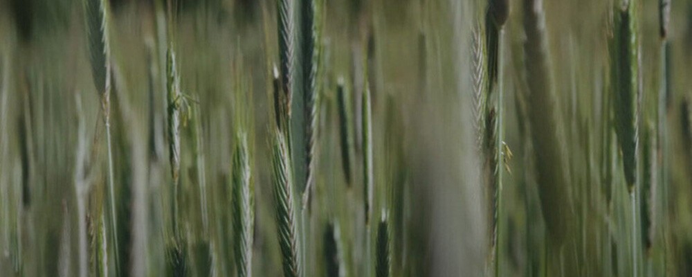 Frisches Getreide auf einem Feld im Wind