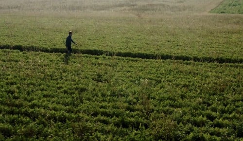 Ein Bauer mit einer Sense spaziert durch ein Feld