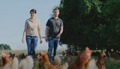 Ein Mann und eine Frau spazieren durch eine Gruppe von Hühnern