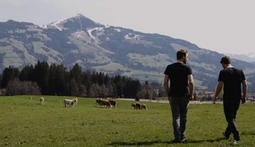 Zwei Personen spazieren im Sonnenschein über eine Wiese mit Kühen