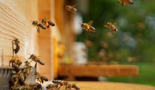 Bienen beim An- und Wegfliegen von einem Bienenstock