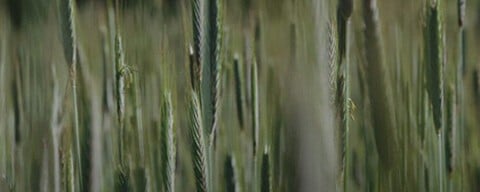 Frisches Getreide auf einem Feld im Wind