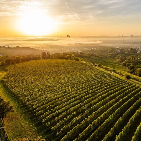 Sonnenuntergang über einem Feld mit Weinreben