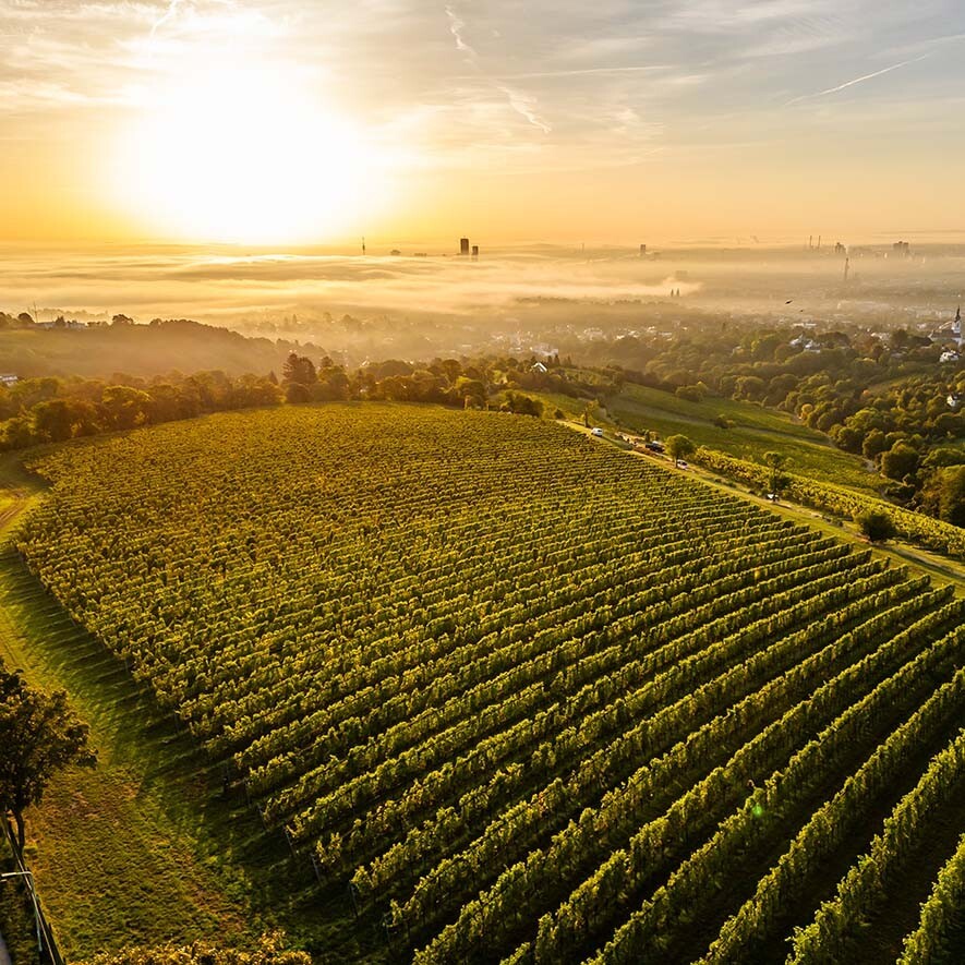 Sonnenuntergang über einem Feld mit Weinreben
