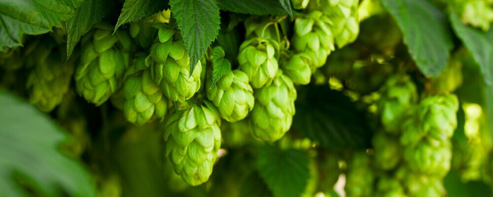 Frische grüne Hopfenblumen an einer Hopfenpflanze