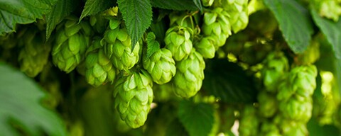 Frische grüne Hopfenblumen an einer Hopfenpflanze
