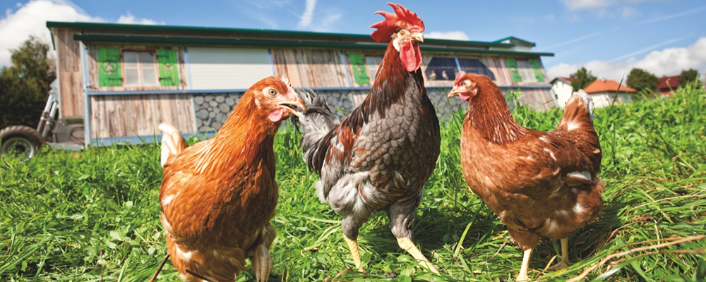 Zwei braune und ein graues Huhn in einer Wiese