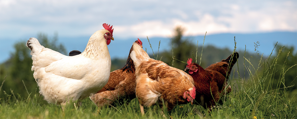 Mehrere braune und ein weißes Huhn in einer Wiese