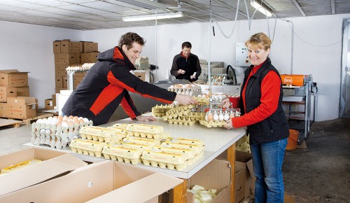 Mehrere Mitarbeiter:innen von Hausruck Eier beim Verpacken von Eiern