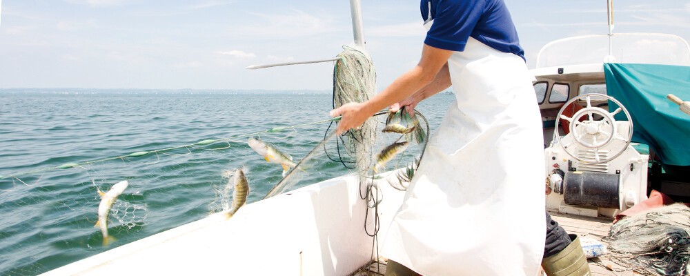 Fisch aus Österreich Ein Mitarbeiter von Fischerei Gehrer mit einem Netzt in einem Boot