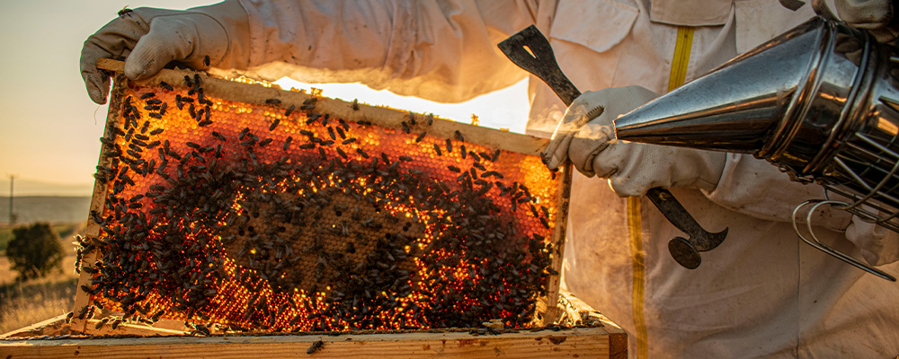 Ein Imker holt Bienenwaben aus einem Bienenkasten