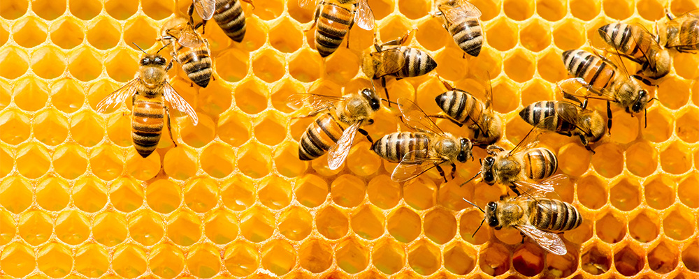 Eine Biene auf gelben Bienenwaben