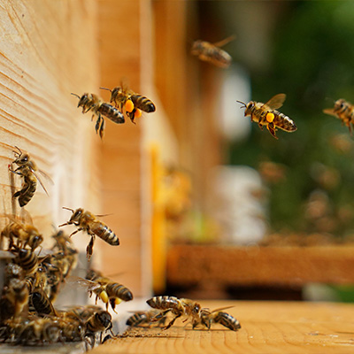 Mehrere Bienen die an einem Bienenkasten landen