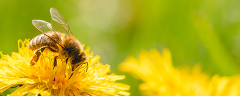 Eine Biene sitzt auf der Blüte einer gelben Blume