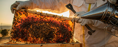 Ein Imker holt Bienenwaben aus einem Bienenkasten