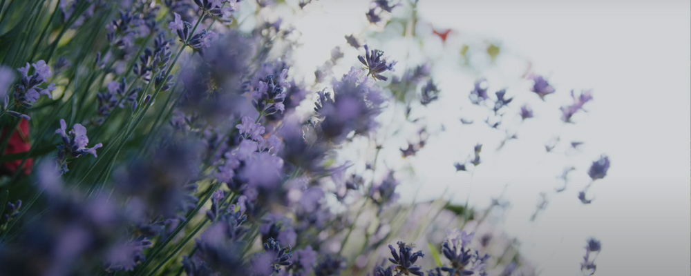 Blühender Lavendel im Sonnenschein auf einer Wiese