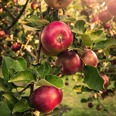 Reife rote Äpfel wachsen an einem Baum