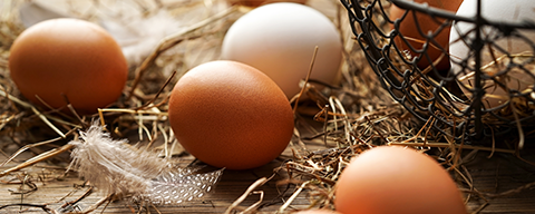 Frische Eier in verschiedenen Farben auf Stroh in einem Stall